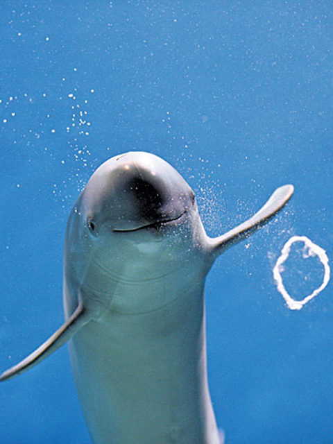 スナメリのバブルリング　@kaikyokan