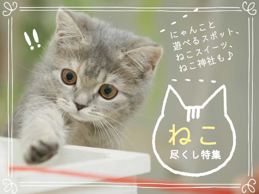 にゃんこと遊べるスポット、  ねこスイーツ、ねこ神社も♪ねこ尽くし特集【関東＆関西】