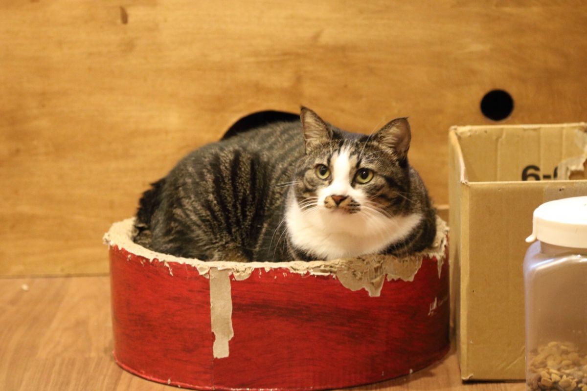 チョビちゃんはまんまるフォルム