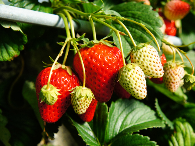 イチゴ狩り＆抹茶スイーツを満喫！富士山も楽しむ静岡ドライブの旅