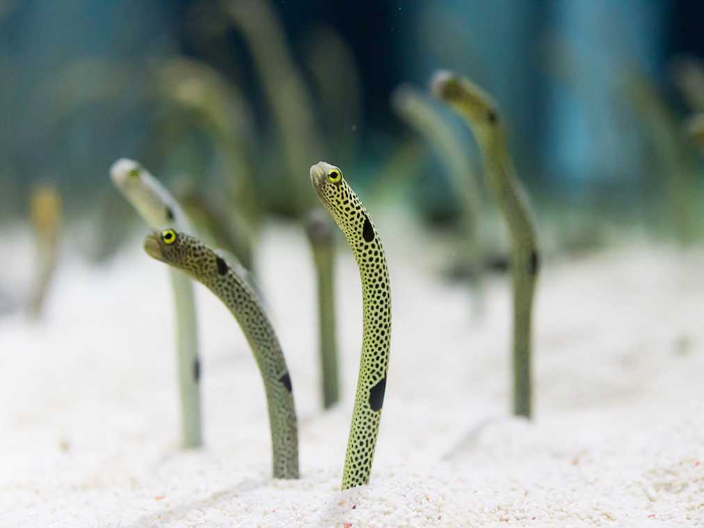 狆（チン）という犬に似ていることから名前がついたチンアナゴ