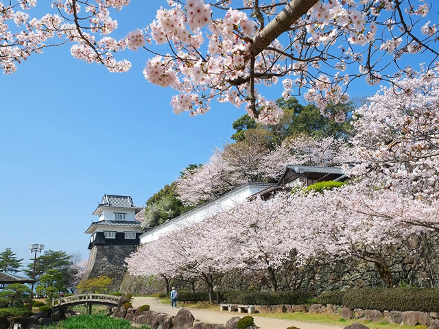【2025年最新】長崎県のお花見スポット8選 見頃はいつ?桜祭り・夜桜情報までご紹介