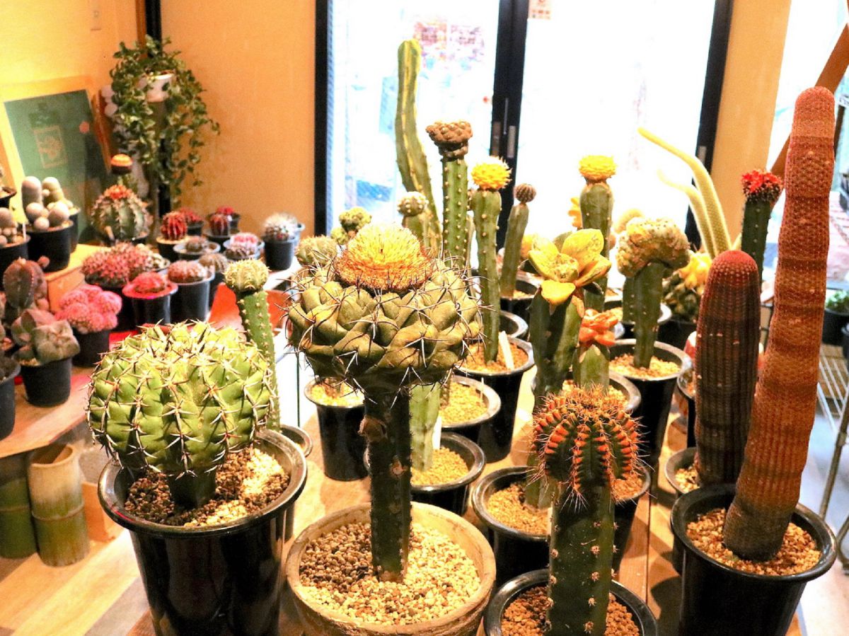 知るほどハマるサボテンの世界！京都の個性派サボテンを新生活のおともに