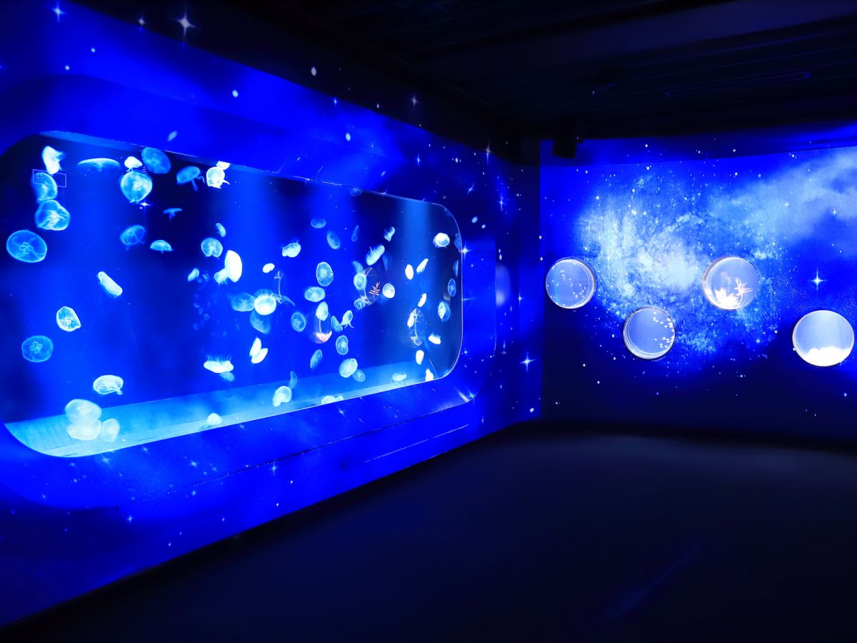 12月22日～24日の3日間限定、京都の「冬の夜のすいぞくかん」オープン